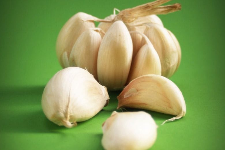 garlic